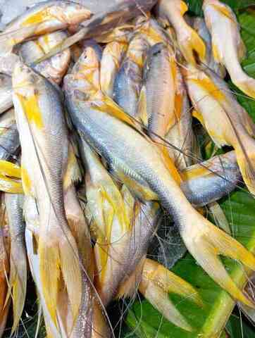 Fresh threadfin displayed for sale at a market